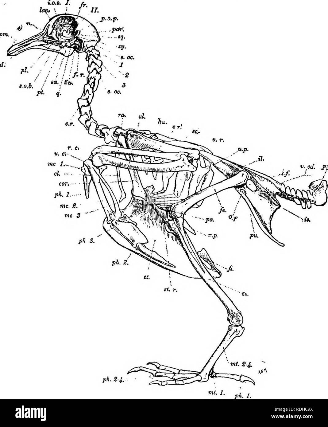 . A manual of elementary zoology . Zoology. THE PIGEON 403 frog. The bones are very light and spongy in texture, and most of them, except those of the tail, forearm, hand, and hind-. Fig. 293.—The skeleton of a pigeon, seen from the left side. c.r.j Fixed cervical rib; c.r'., free cervical ribs ; cl.t clavicle ; cor., coracoid; d., dentary; Mu., Eustachian tube; e.oc, exoccipital f.r.y fenestral recess;^., femur 'yji'i fibula '.Jr., frontal; hu., humerus; i.f., iliosciatic foramen ; i.o.s., interorbital septum ; il., ilium ; zj., ischium ; lac, lacrymal; inc. 1-3, metacar- pals ; mt. 1-4, met Stock Photo