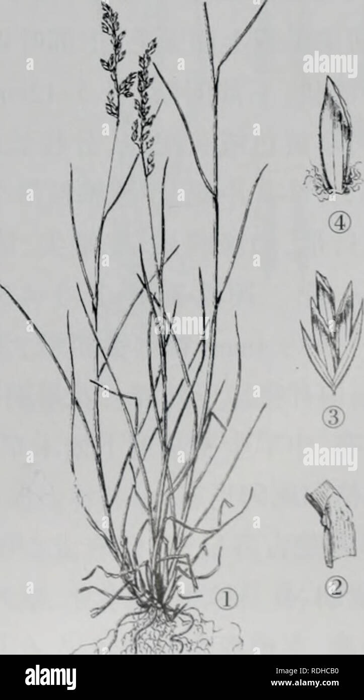 E Er Duo Si Zhi Wu Zhi Botany 2 Ae C Ae C Cc Poa Attenuata Trin A Ae C Ae C Cc A Aec A A A Ceae Ae Ae Cº C Ac C C I Ac I A A Ci E 8 60crn I E E Aºe Ac C C Eae Ae I A C Ae I Aºe E A A C E I A Eee I A Ei E 1 5 3mrn A Cc Ae A I A A ea Aea