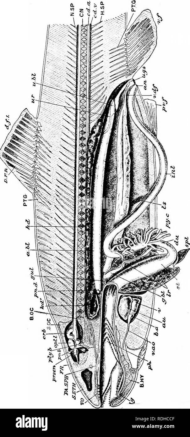 Elements Of Zoology To Accompany The Field And Laboratory Study Of Animals Zoology 2 Tj Ij A Kj R Cj A 1 Quot At D I I C Mo A T Quot