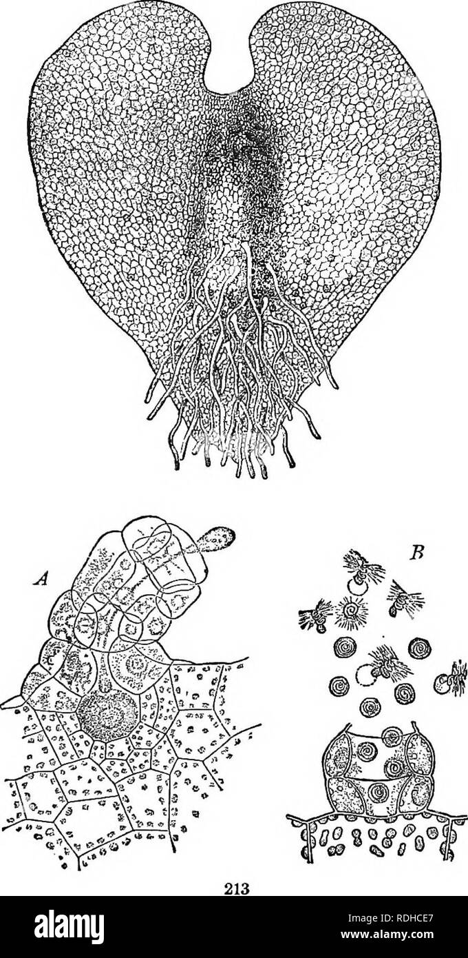 . Physiological botany; I. Outlines of the histology of phænogamous plants. II. Vegetable physiology. Plant physiology; Plant anatomy. 442 EEPEODUCTION. ences is practican3' unbroken, reaching from the lowest to th( highest forms. The character of this evidence will appear in the succeeding volume of this scries. (6) True ferns exhibit the following phenomena of fertilization. On the hack of the frond there are formed spores in spore-cases, which are variously- grouped and protected. The spores on reaching a fit surface soon give rise to thin films (pro- thalli), on the nndei side of which are Stock Photo