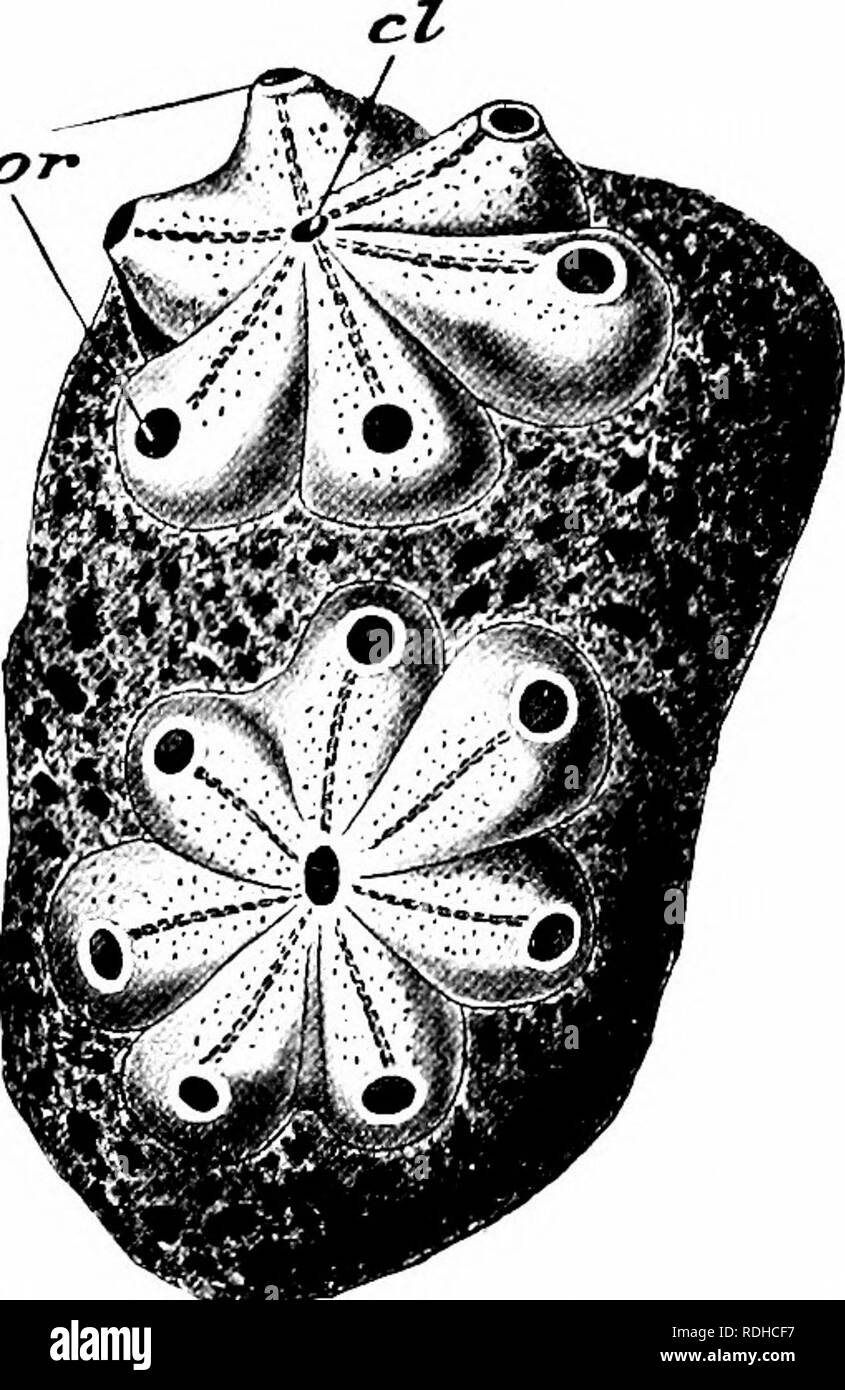 Tunicate Black and White Stock Photos & Images Alamy