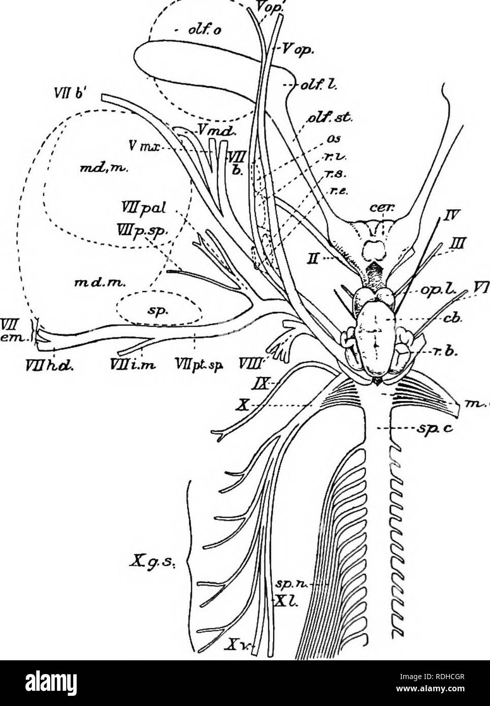 . A manual of elementary zoology . Zoology. 378 MANUAL OF ELEMENTARY ZOOLOGY seen to be two ophthalmic nerves, one of which—the superficial ophthalmic—passes above certain of the eye. Fig. 270.—The central nervous system of a skate. cd.f Cerebellum; cer., cerebrum; m.o., medulla oblongata; md.m., mandibular muscle ; olf.L, olfactory lobe ; olf.o.t olfactory organ ; olf.st., stalk of olfactory lobe; op.l.) optic lobe; os*t superior oblique muscle; r.6., resliform body; r.e.t r.i.j r.s,, external, internal, and superior recti muscles; s6., spiracle; sp.c, spinal cord; sp.n&gt;, spinal nerves (co Stock Photo