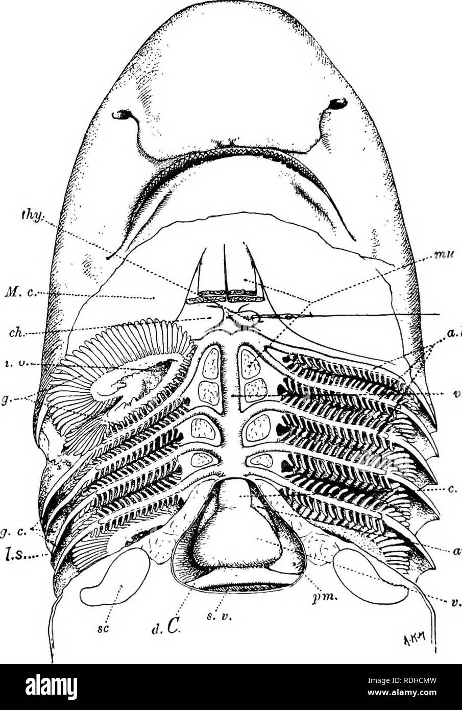 . A manual of elementary zoology . Zoology. 358 MANUAL OF ELEMENTARY ZOOLOGY. a-b.a. Fig. 257.—The forepart^of the body of a dogfish, dissected to show the heart and ventral arterial system. a.,/&gt;,a.f Afferent branchial arteries; au., auricle; c.a., conus arteriosus; c/t., cera- tohyal cartilage; d.C, ductus Cuvieri; jg-., gills; ^.c. gill clefts; 1.0., internal opening of the first gill cleft; l.s,, line of section in Fig, 268, which should he compared; M.c.t Meckel's cartilage; ?««., muscles from coracoid  region of shoulder girdle to various parts of visceral skeleton;  /»*., pericardium Stock Photo