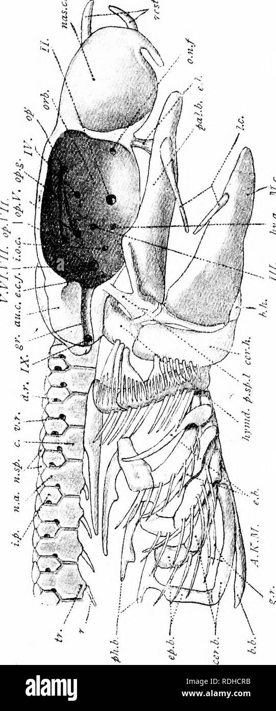 . A manual of elementary zoology . Zoology. THE DOGFISH 345. T Â° - .... Â« W&gt; SSJS ?Â£ c 2 J -â 3 a-g rS â -â = if 8 Â« B Â§.| go - 3 &gt;- P K 6 K rt - ' c Â£ J? â¢ *â Â«! Â«ulc A ^ o Â« r= o ^ ^ - * u ^-s m-s Â° ^ Â£ o -Â£ to s , rt rt g ft G^â o ojL ft' C ft'r u -ri - &gt; 5^ X X â¢ - a a 1 =s â - g a, ll-f-pSgfM ft c =j i -i2 â¢- '-&gt; Â° 4) X1 0   &quot;p Â« O â u Jr w ' rt &lt;s -Â£ P. JH i rt Â£ *) y ii o ! : q.-S S =.Sj= a6 :â¢=â¢* a.S-s :&lt;. Â§â -Â» 2&lt;Â« Â§â &lt;= s. ; Â£ 2 g c Sj=^ â¢ u zi u u u o M K. Please note that these images are extracted from scanned page images t Stock Photo