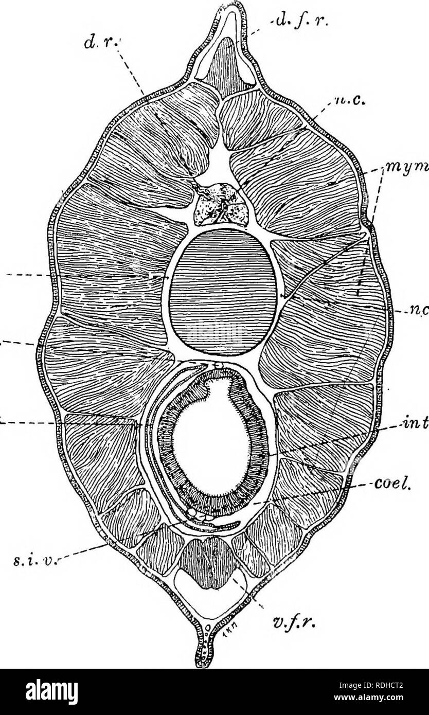 A manual of elementary zoology . Zoology. THE LANCELET 333 ventral wall is  formed by a longitudinal bar, known as the endostyle, with which the lower  ends of the gill bars
