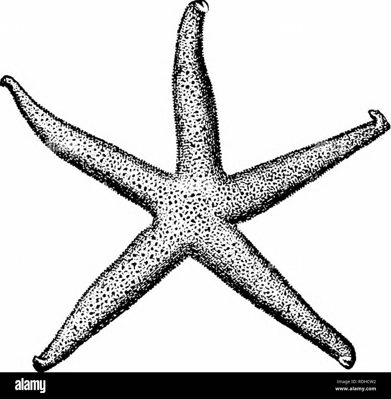 Elements of zoology, to accompany the field and laboratory study of animals. Zoology. 2b'2 ZOOLOGY the disk and a single arm. Thus one may find a starfish with three or four Elements of zoology, to accompany the field and laboratory study of animals. Zoology. 2b'2 ZOOLOGY the disk and a single arm. Thus one may find a starfish with three or four