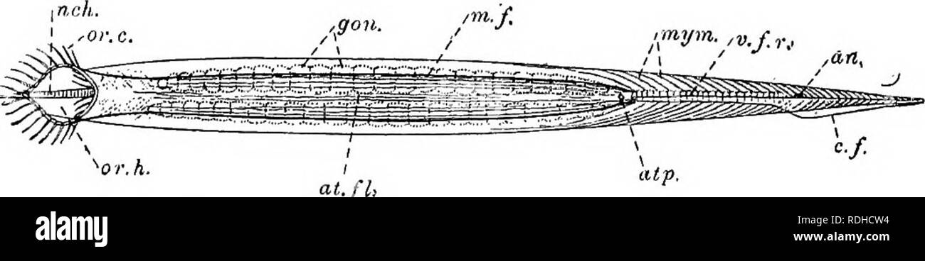 . A manual of elementary zoology . Zoology. ^^ssgS Fig. 233.—Amphioxus, from the left side, with the atrial floor contracted.. at.fl. Fig. 234.—The same, from the ventral side. m.f. ,ph. est. at.fl. ' I I . s J Fig. 235.—The same, from the ventral side, after the floor of the atrium has been cut open. an., Anus ; at.fl., floor of atrium; at.fl'., the same cut through and turned back ; atfi.. atriopore ; atp'., line indicating position of same in side view ; c.f., caudal fin; d.f.r., rays of dorsal fin; est., endostyle; gon., gonads; Ir., liver; m.J., metapleural fold ; mym., myomeres; myc, myo Stock Photo