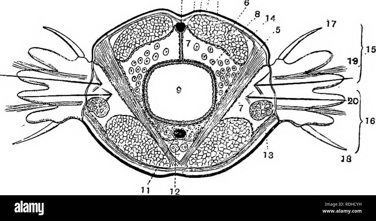 . A manual of elementary zoology . Zoology. 232 MANUAL OF ELEMENTARY ZOOLOGY youngest segments being at the front end and the old ones dropping off, whereas in the earthworm the youngest seg- ments are those at the hind end and the animal does not shed its segments. The earthworm is adapted to a burrowing habit and a vegetarian diet. Many marine worms, how- ever, while they resemble the earthworm in most respects, lead a free and predaceous existence. Of 10 ,2?f. Fig. 148.—A transverse section through Nereis cultrifer, slightly simplified. The parapodia are shown in perspective. Magnified. —Fr Stock Photo