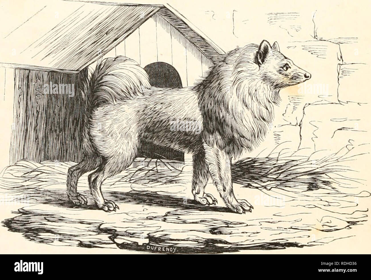 Chien Loup Stock Photos Chien Loup Stock Images Alamy