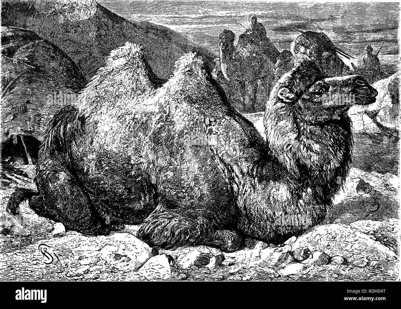 The animals of the world. Brehm's life of animals;. Mammals. THE CAMELS—CAMELS PROPER. 441 voirs, and one reads in many an old book of travel how the travelers in the desert The animals of the world. Brehm's life of animals;. Mammals. THE CAMELS—CAMELS PROPER. 441 voirs, and one reads in many an old book of travel how the travelers in the desert