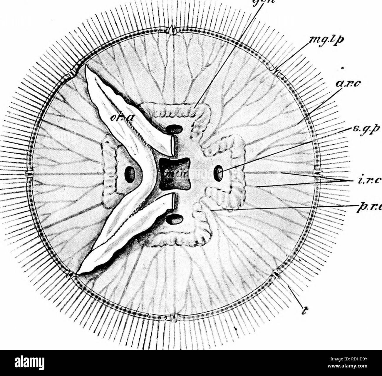 Aurelia Medusa Labeled