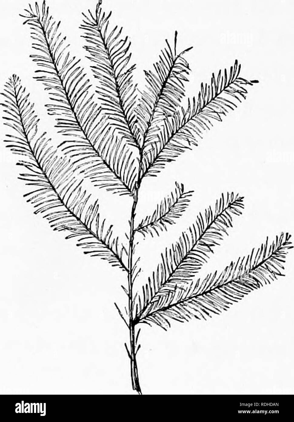 Great southern bald cypress Black and White Stock Photos & Images - Alamy