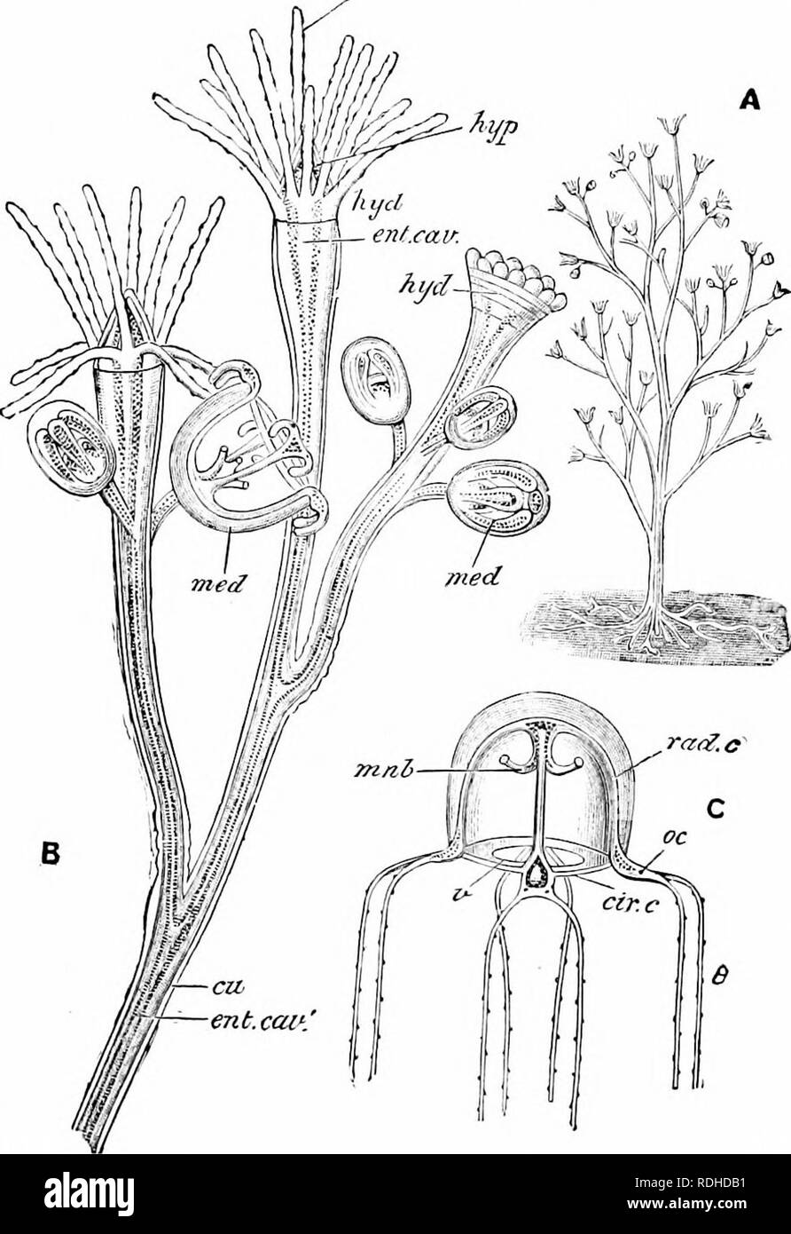 . A manual of zoology. PHYLUM CGELENTERATA 103 differs in different forms, more particularly as regards the umbrella. There is always a manubrium, with gastric t. Fig. 47. — Bougainvillea ramosa. A. entire colony, natural size; B, portion of the same magnified ; C, immature medusa ; cir. c, circular canal ; cu, cuticle or perisarc ; cut. cav, enteric cavity ; JtyeZ, polype or hydranth ; hyp, hypostome or manubrium ; med, medusa; vuib, manubrium ; rad. c, radial canal ; /, tentacle ; 7', velum, (From Parker's Biology x after Allman.) This is closely allied to the New England B. superdliatis.. P Stock Photo