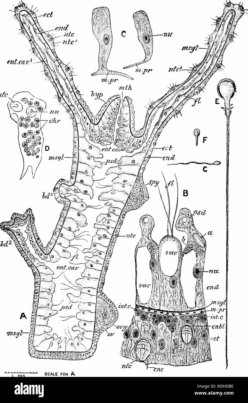 . A manual of zoology. ntc. Fig. 45.—Hydra. A vertical section of entire animal; E, portion of transverse section, highly magnified ; C, two large ectoderm cells ; D, endoderm cell of H. inridis ; E, large nematocyst; F, small nematocyst; G, sperm; a, ingested diatom; bd.1, bd.2, buds; chr, chromatophores; cub/, cnidoblast; enc, cnidocil; ect, ectoderm; cud, endoderm; cut. cav, enteric cavity; ent. cav1, its prolonga- tion into the tentacles; J7, flagellum; hyp, hypostome or manubrium; int. c, in- terstitial cells; m.ftr, muscle processes; mtli, mouth; wsg!, mesoglcea; ?ict, large, and ate1, s Stock Photo