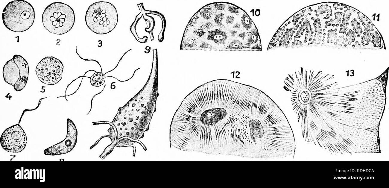 . A manual of zoology. Zoology. Fig. 146.â1-7. Develupmentof Coccidium schuhetgi (afterSthaudinn). i, entrance of sporozoites in cell; 2, its growth: 3, nuclear multiplication; 4, division into mero- zoites; 5, macro- and microgametes; 5, zygote diided into four sporozoites. 8-11, Emeria stieda: (after WasieleÂ«sky und Metzner). 8, autoinfection (progamic increase); 9, formation of sporobLists, 10, change of spores into sporozoites; 11, spore &quot;with t^^â o sporozoites, more enlarged; c, s, sporozoite; e, epithelial cell; k, n, nucleus; nn, micro- gamete; 0, macrogamete; r residual body; s Stock Photo
