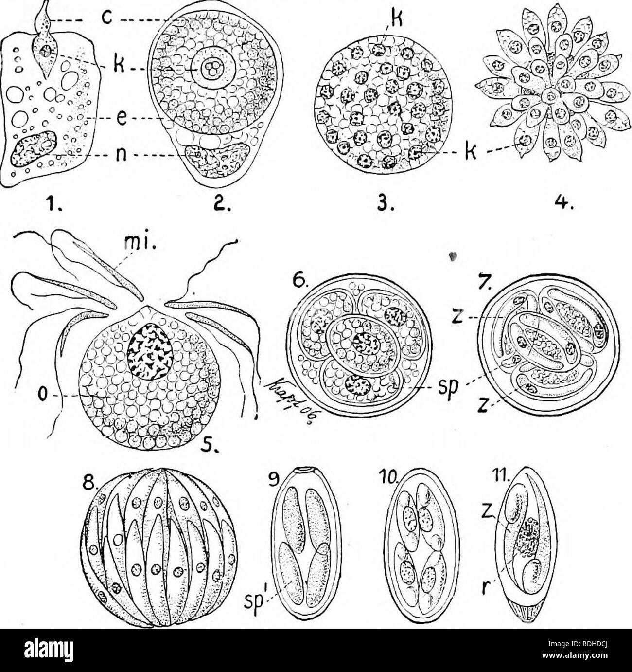 . A manual of zoology. Zoology. 111. SPOROZOA: HiEMOSPHORIDA 189. Fig. 146.â1-7. Develupmentof Coccidium schuhetgi (afterSthaudinn). i, entrance of sporozoites in cell; 2, its growth: 3, nuclear multiplication; 4, division into mero- zoites; 5, macro- and microgametes; 5, zygote diided into four sporozoites. 8-11, Emeria stieda: (after WasieleÂ«sky und Metzner). 8, autoinfection (progamic increase); 9, formation of sporobLists, 10, change of spores into sporozoites; 11, spore &quot;with t^^â o sporozoites, more enlarged; c, s, sporozoite; e, epithelial cell; k, n, nucleus; nn, micro- gamete;  Stock Photo