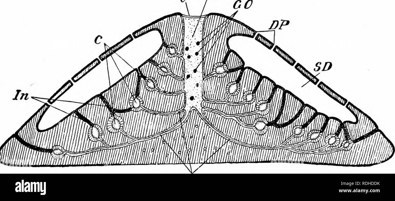 . A manual of zoology. I&quot; PHYLUM PORIFERA 85 paragastric cavity, consists throughout of flagellate collared cells similar to those of the flagellate canals of Sycon. The majority of sponges, however, are more complicated in structure than Sycon. One of the causes of their complexity being that the canals, instead of being simple and straight, become branched, forming a system, often highly complicated, of ramifying channels. In these more complex sponges the flagellate collared cells are confined to 0 P,G. Ex Fig. 38.—Vertical section of a fresh-water sponge (Spongilla), showing the arran Stock Photo