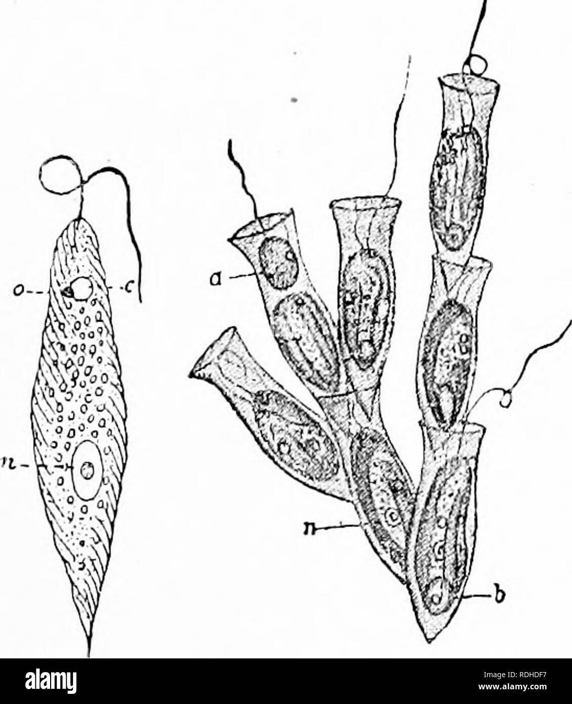. A manual of zoology. Zoology. II. FLAGELLATA: AUTOFLAGELLATA ISl spirally coiled threads (elatcrs). When wet, as by rain, the elaters or capillitium expand, rupture the sporangium and scatter the spores. The spores germinate in water or on moist surfaces, and from each comes out a small amoeba-hke embryo, frequently furnished with a flagellum (fig. 1,32). Several of these embryos fuse to form a plasmodium: .â Ethalium septicum, flowers of tan, Plas- modium yellow, on spent tanbark; Arcyria (fig. 133), Plasmodiopliora brassica, parasiiic in cabbage. Class II. Flagellata (Mastigophora). In man Stock Photo