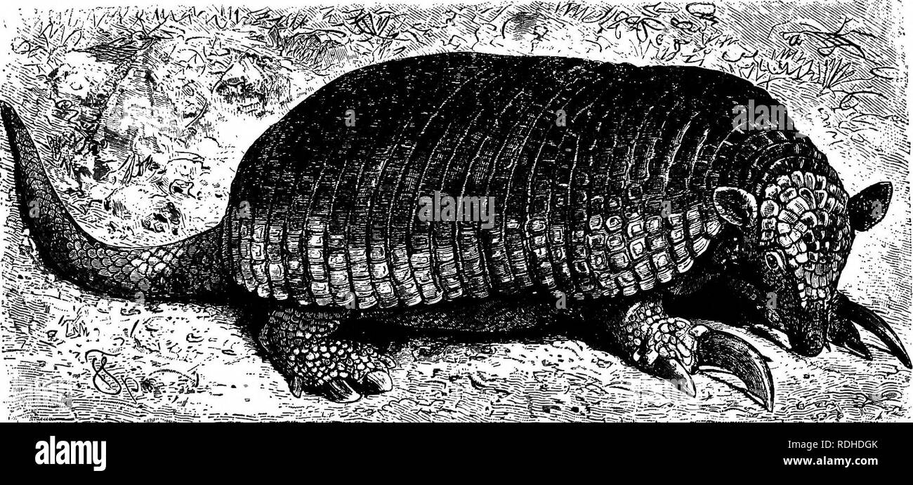 . The animals of the world. Brehm's life of animals;. Mammals. THE ARMADILLOSâTHREE-BANDED. 391 Economic Value The usefulness of the Armadillos is ofArma- by no means inconsiderable. The dillos. Indians are exceedingly fond of the flesh of all the species, Europeans eating only that of two kinds. Kappler says that their flesh loses its unpleasant odor of musk if it is soaked over night in a solution of salt and lemon juice. Reng- ger says that the flesh of an Armadillo, fried and seasoned with Spanish pepper and lemon juice, is one of the most palatable of dishes. The Indians of Paraguay manuf Stock Photo