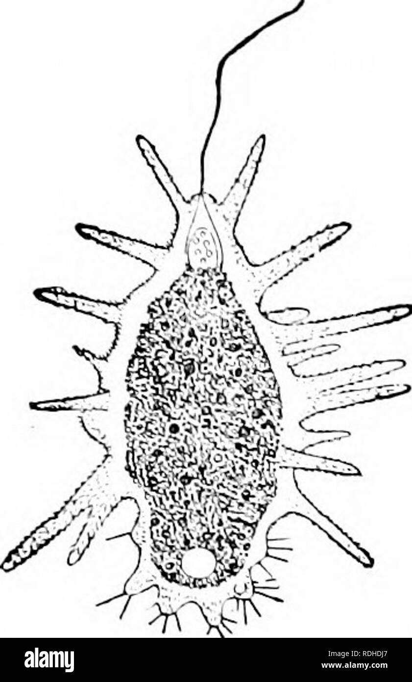 A manual of zoology. Zoology. i: PROTOZOA. covered bv a membrane. The fine  granules of the protoplasm usually enter the pseudopodia and produce here,  as they move back and forth, the