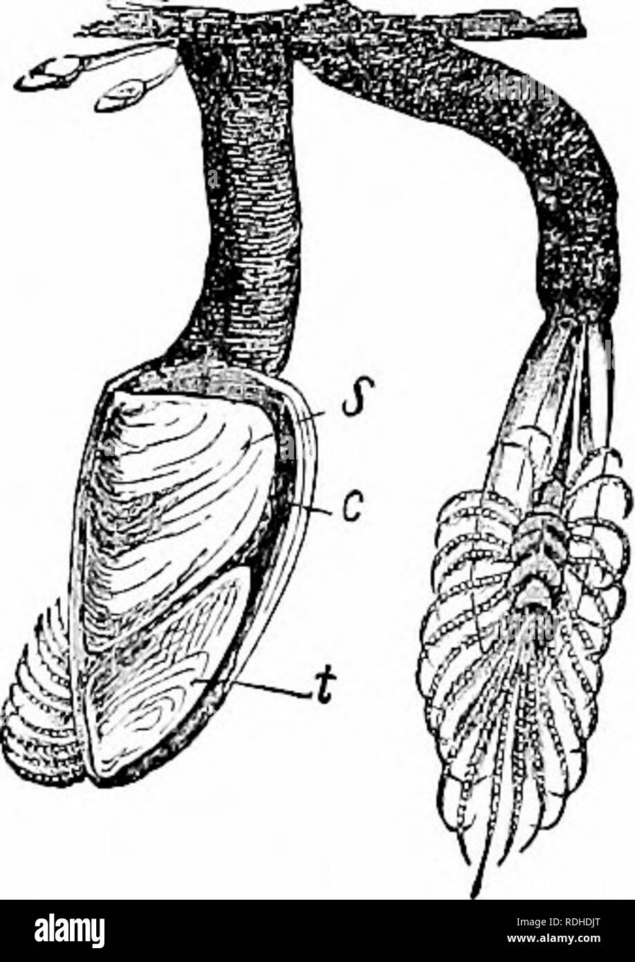 A Manual Of Zoology Zoology Cecology 159 Which Often Hve In Animals The Radiolarians So Constantly Contain Green Er Yellow Colored Cells That For A Long Time These Were Regarded As Constituent