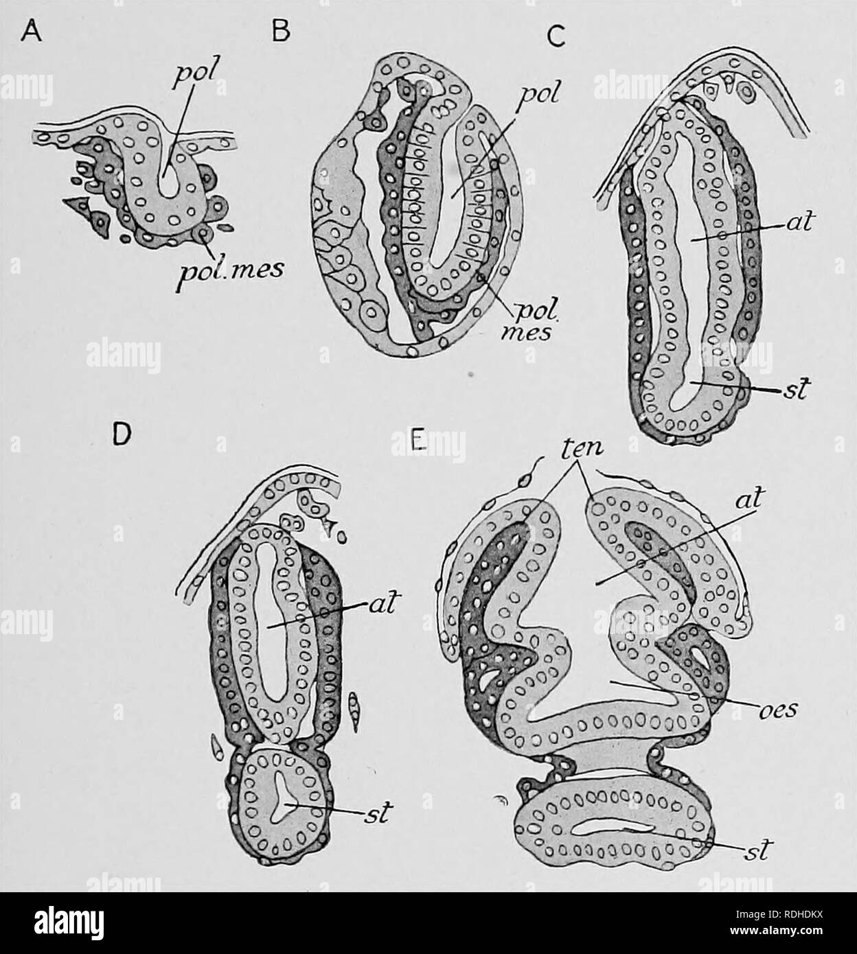 . Text-book of embryology. Embryology. XI POLYZOA 397 eventually cut off from that of the parent zooecium by a mesodermic septum, but before this happens the first rudiment of the new polypide appears in the new zooecium as an ectodermic thickening, which later becomes an ectodermic pouch open to the exterior, except in so far as it is roofed over by the common cuticle or. Fig. 317.—Stages in the developmeut of tlie bud of Bugula aidcularia. (After Seeliger.) A, the early rudiment of the polypide in the form of an ectodermic invagination. B, a later stage : the rudiment of the polypide is almo Stock Photo