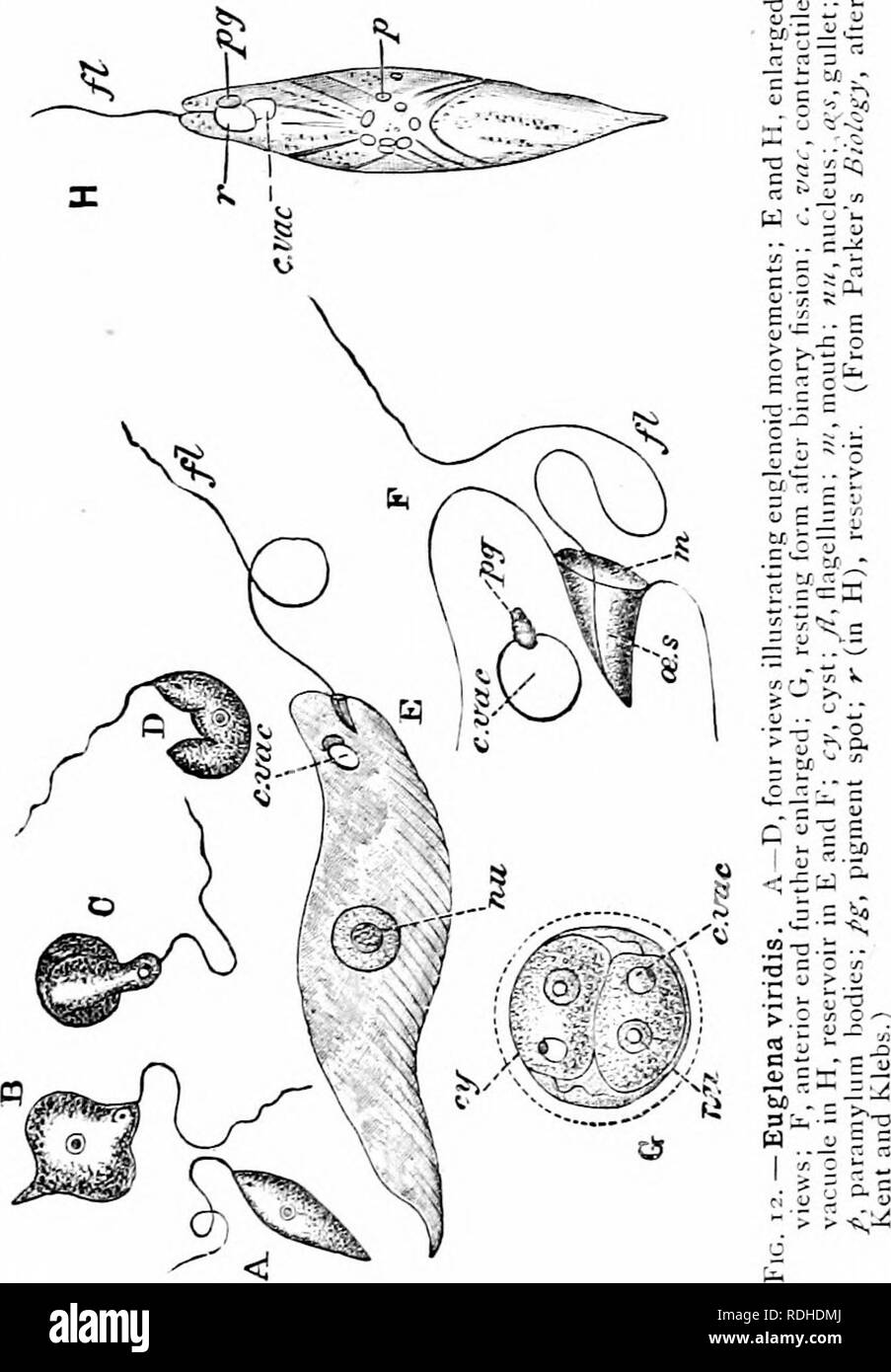 . A manual of zoology. PHYLUM PROTOZOA 35 The body of Euglena (£, H) is spindle-shaped, and has at the blunt anterior end a depression, the gullet (F. ces), from the inner surface of which springs a single long flagellum {fl). The organism is propelled through the water by the. lashing movements of the flagellum, which is always directed forwards ; it can also perform slow, worm-like movements of contraction and expansion {A—D), but anything like the. Please note that these images are extracted from scanned page images that may have been digitally enhanced for readability - coloration and appe Stock Photo