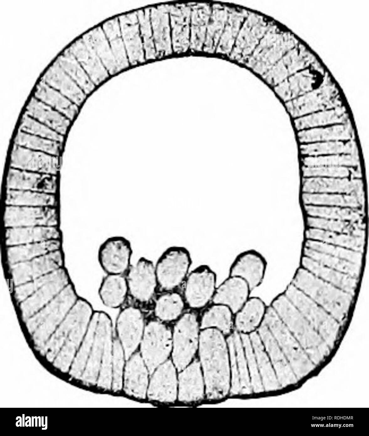 Germ Layers Black and White Stock Photos & Images - Alamy