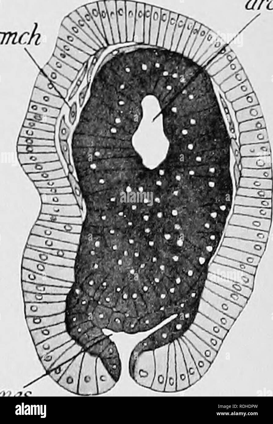 . Text-book of embryology. Embryology. Fig. 309.—Diagramm.itic frontal section of tlie Actinotrocha larva of Phoronis [sp^) captured near Ceylon, (After Goodrich.) ap, apical plate ; colx, collar coelom ; int, intestine ; mtr, tentacles of the metatroch ; nepk, nephridium; oes, oesophagus; pr.hs, prae-oral blood space ; s.n.p, subneural pit; sol, solenocytes of the nephridia; fit, stomach ; tr.c, trunk coelom ; t.tr, telotroch. mes Flu. 310.—Longitudinal hori- zontal section of the embryo of an Australian species of Phoronis. (After Caldwell.) arch, arclienteron; mch, mesen- chyme cells ; itic Stock Photo