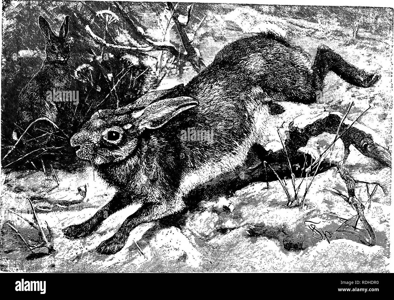 . The animals of the world. Brehm's life of animals;. Mammals. THE HARES-HARES PROPER. 375 are few, but where there are a great many Hares, coursing in this manner becomes a mere butchery. Shooting a Hare after having successfully stalked the game is the reward of skill and most worthy of a sportsman. Adaptability of Captive Hares are easily tamed, be- Harea to Con- come readily used to all kinds of flnement. nourishment with which one feeds Rabbits, but are very delicate and apt to die. If they are fed only on hay, bread, oats and water, and never anything green, they live longer. If young Le Stock Photo