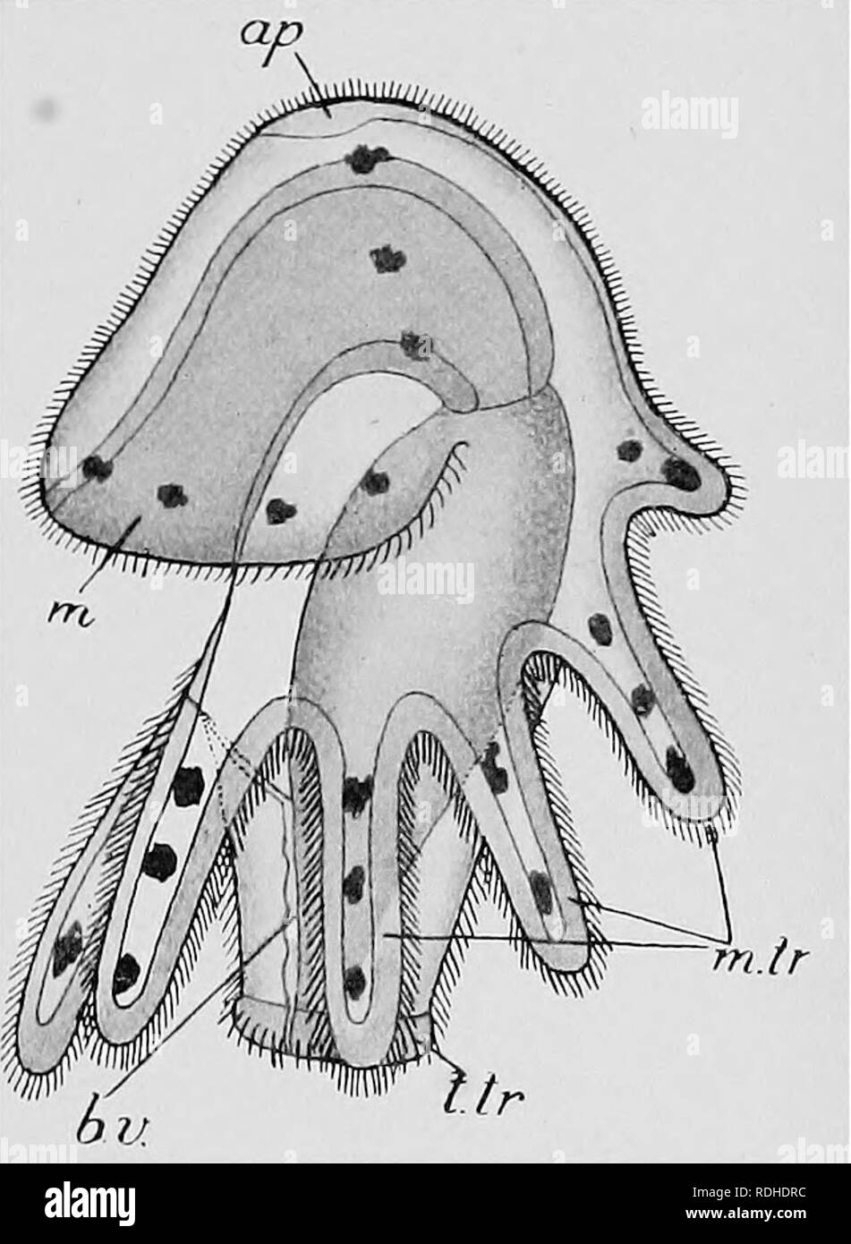 . Text-book of embryology. Embryology. PODAXONIA 381 The full embryonic history of Phoronis has not been satisfactorily made out, although a preliminary account of the subject has been given by Caldwell (1883 and 1885), and further work on the subject has been done by Masterman (1898), Ikeda (1901), de Selys Long- champs (1902), and Shearer (1906). The free-swimming larva of Phoronis is termed Actinotrocha, and was regarded as an independent organism before its life-history was known. Its remarkable metamorphosis into the adult form was described by Metschnikoff (1871), while a minute descript Stock Photo