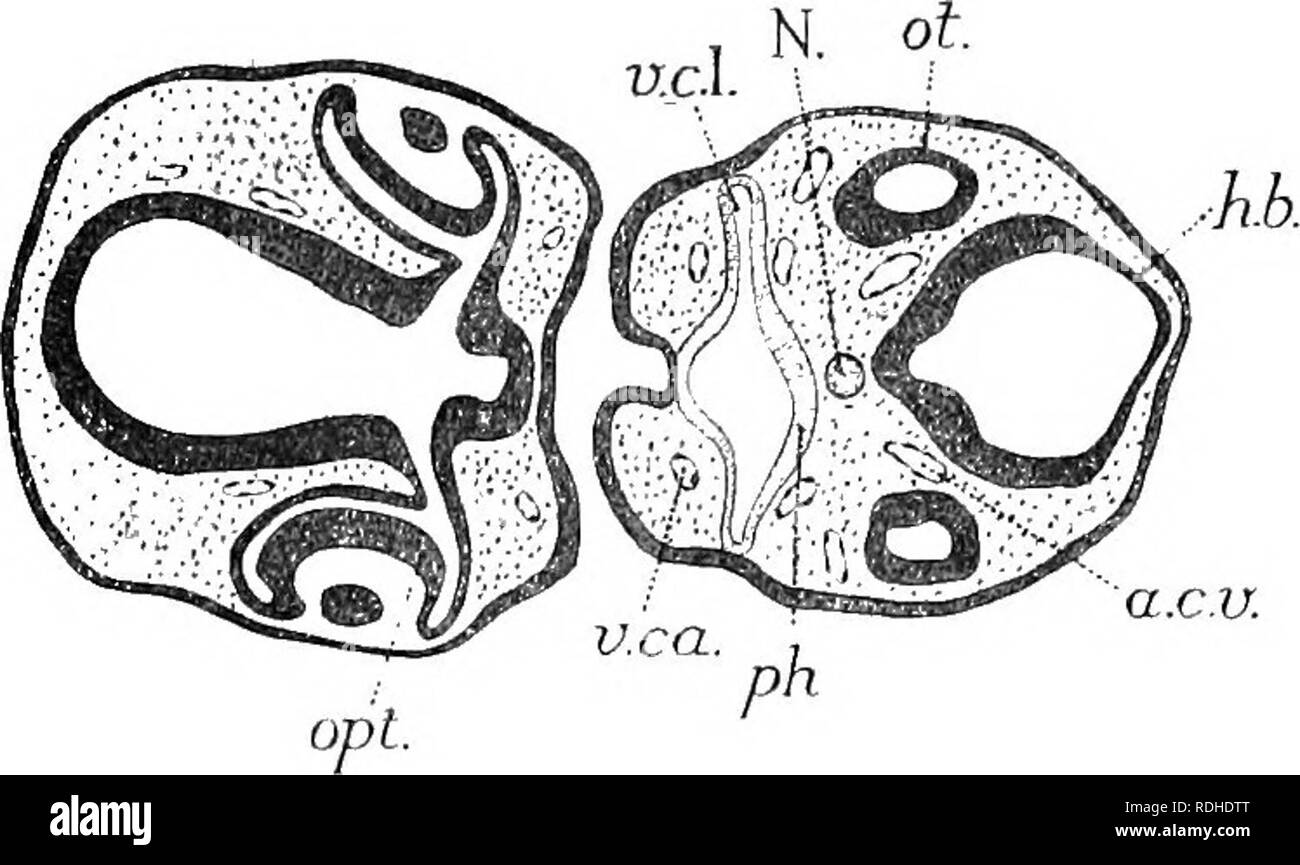 . Text-book of embryology. Embryology. 542 EMBEYOLOGY OF THE LOWEE VEETEBBATES oh. distinctly thickened as compared with the outer or pigment layer, and with a narrow optic stalk passing to the thalameneephalon near its floor. In the mouth of the optic cup is the lens but this is seen better a few sections farther on in the series. Turning to the other half of the section it is seen that it is no longer connected with the extra- embryonic somatopleure: in other words the series of sections has now passed the hinder limit of the headfold of the somato- pleure. The pharynx passes out as a pocket Stock Photo