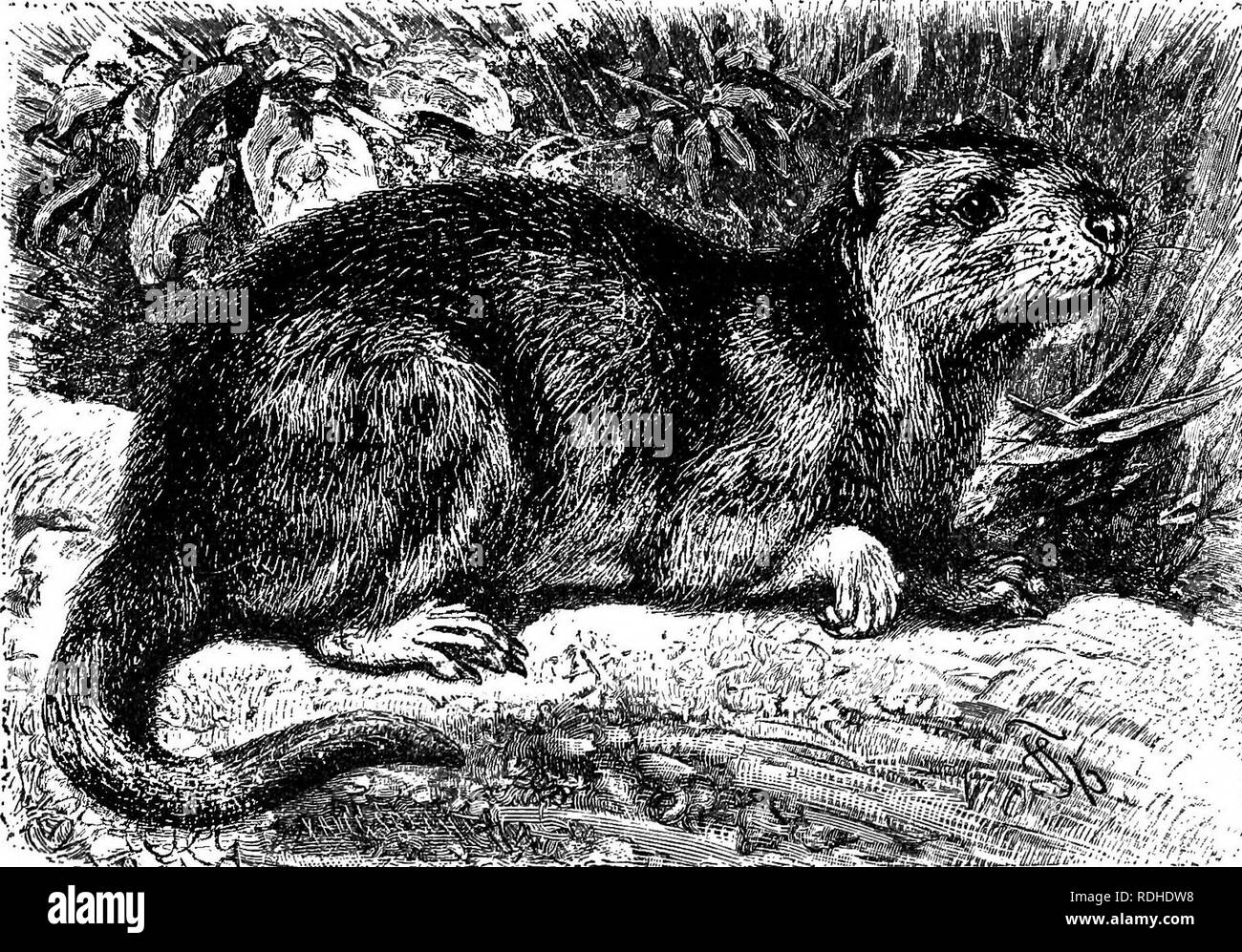 . The animals of the world. Brehm's life of animals;. Mammals. ^^a'i/!'/iinid,.ia THE TUCO-TDCO. A member of the Octodon family of Rodents which forms a distinct genus is an inhabitant of Patagonia, called by the native tribes Tuco-tuco. It has five toes on each foot, the innermost toe being much shorter than the other four. It measures about ten inches, of whidh about two and a half inches belong to the tail. The fur is brownish gray tinged with yellow, and lighter on the under portion. It inhabits the plains of Patagonia north of the Rio Colorado, where it lives in burrows. {Cienotnys magell Stock Photo