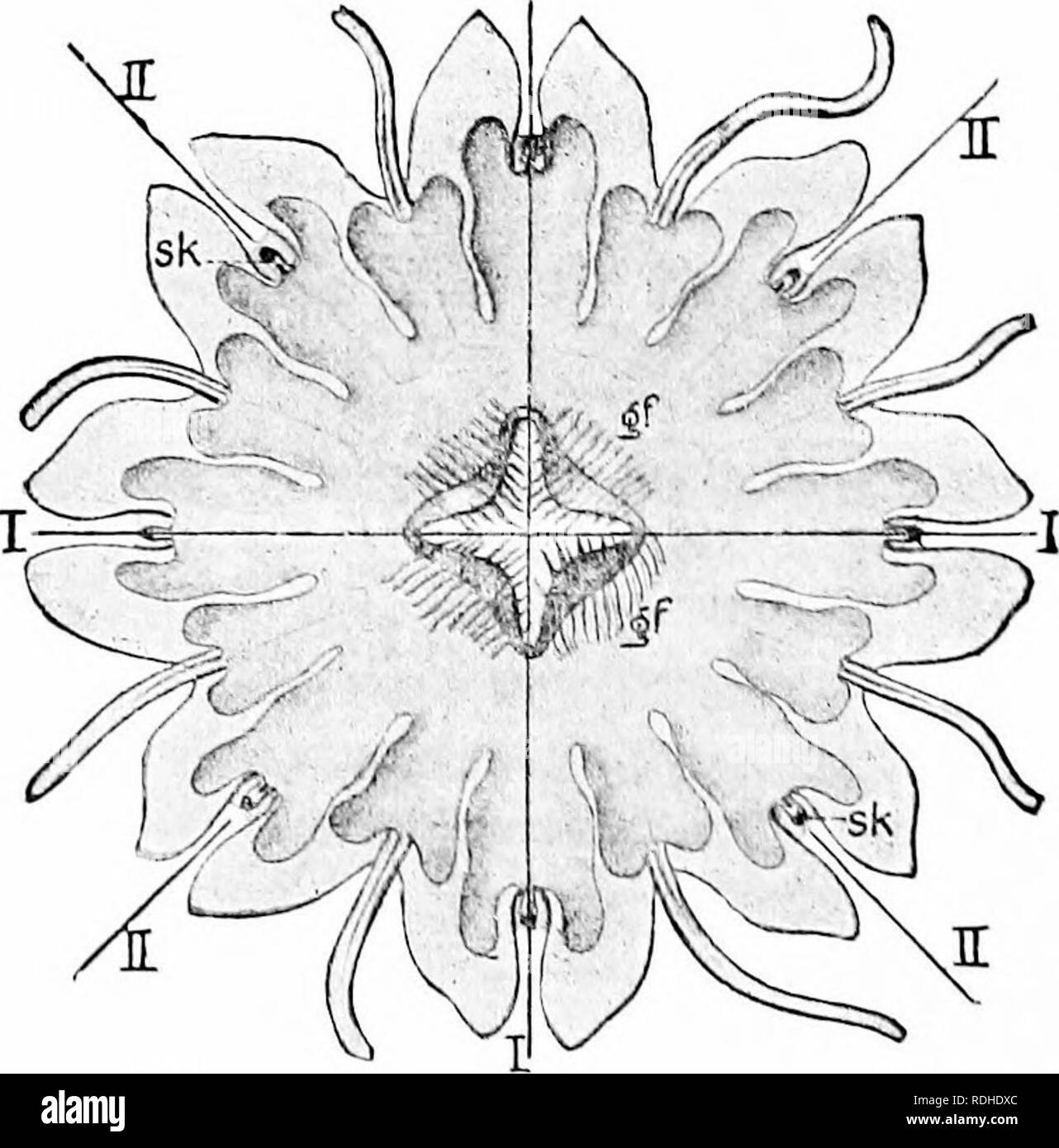 . A manual of zoology. Zoology. Fig. 89.—Ilaliomnia i-riiiac:us. a radiolarian, a. oxlcrnal, /, inlcrnal, latticed s|ihcrical skeleton; ck, central capsule; wk, exixa-capsular soft parts; 11, nucleus.. Fig. go.—Vouno; Clirysmwa (after Clans'). 1, perradii; II, iiUerradii; (;/, gaslral lilaments; sk, sensor- pedicels. through the main axis and cither of the others will divide the animal symmet- rically. Corals, sea anemones and ctenophores belong here. Bilateral symmetry has the same three axes, the two ends of the main or longitudinal axis being dissimilar, as well as those of the sagittal ax Stock Photo