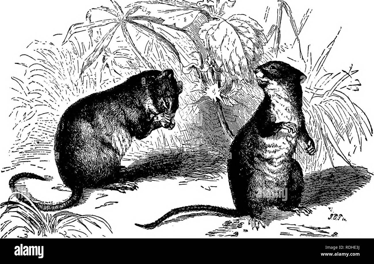 . The animals of the world. Brehm's life of animals;. Mammals. WHITE