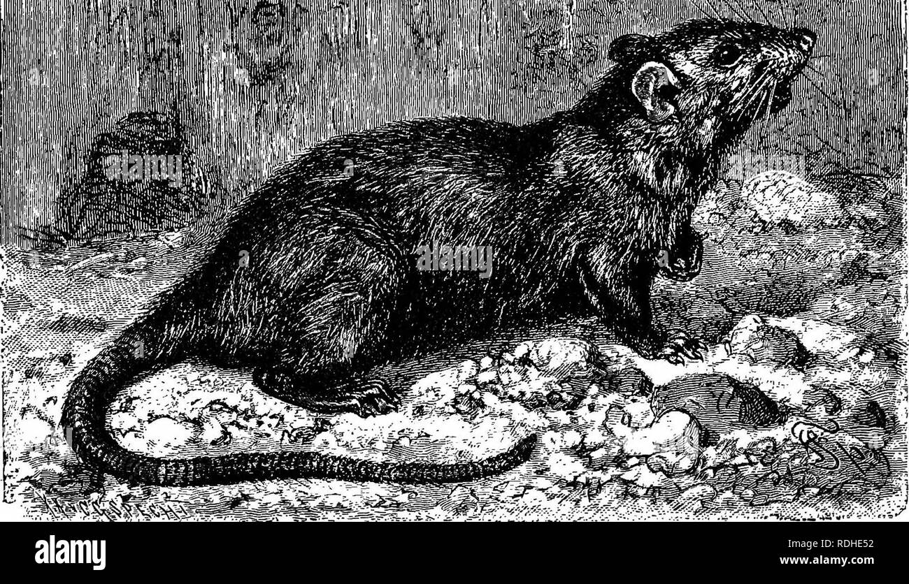 . The animals of the world. Brehm's life of animals;. Mammals. THE MICE—MICE PROPER. 333 It is sufficient for the present to describe the two best known species, the Black and the Brown Rat. The Black Rat— The Black Rat {Mus rattus) attains a its Origin and length of body of six and one-half Peculiarities. inches, and a length of tail of seven and one-half inches, or a total length of fourteen ''I Kvvm' I' ' I IJ It is still distributed sparsely over nearly all parts of the globe, however. It rarely occurs in Europe in compact bodies, existing nearly everywhere it is found at all in small, str Stock Photo