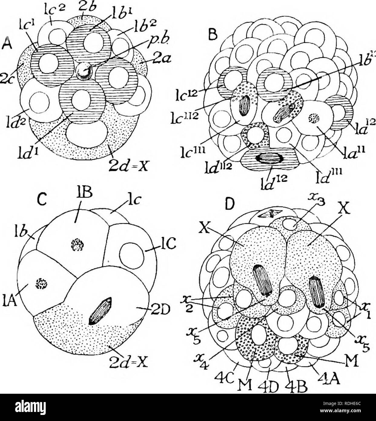 . Text-book of embryology. Embryology. 334 INVEETEBEATA CHAP. quartette divide again, so that we get four concentric circles of cells, Iq&quot;, lqi2, lq2i, and Iq'^^. The third quartette of micromeres now begins to be formed, 3d being formed before its sisters. X gives rise to a small cell on the left, the proper title of which is 26}^, but which is called by Meisenheimer Xj. The somatoblast has thus acquired at its lower border a wreath of three cells, x^, 3d, and x^. Of the second quartette of micromeres, which should have divided when the third quartette was being formed, only. Fig. 264. — Stock Photo