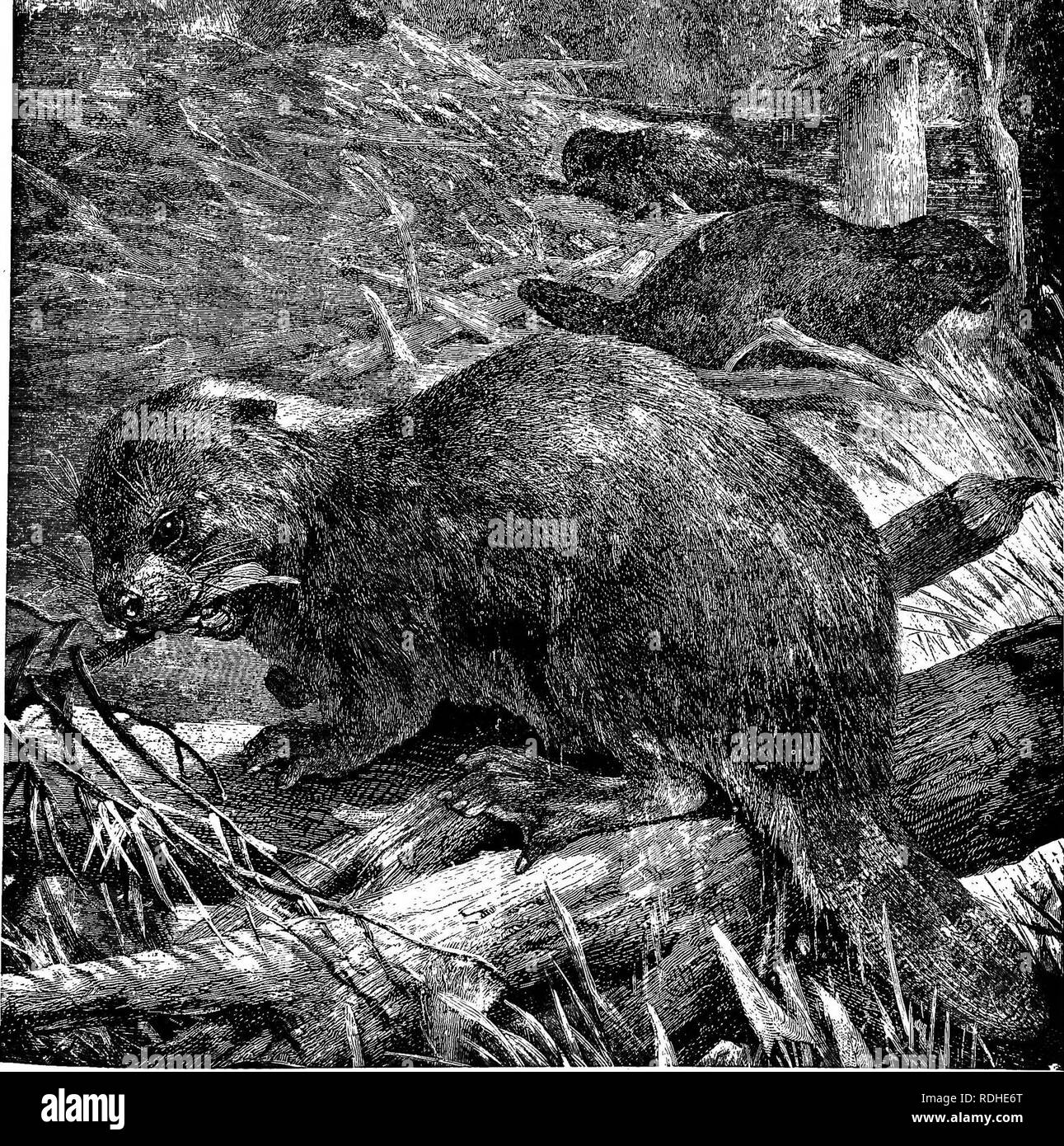 . The animals of the world. Brehm's life of animals;. Mammals. THE BEAVER, This Rodent is found in three Continents,' but more numerously in North America than elsewhere. Beavers are famous as the most skillful architects amongst the mammals below Man, not only because of their well constructed &quot;lodges,&quot; but especially because they build with great engineering skill, strong dams in order to secure for themselves a sufficient depth of water in all seasons. These they construct of logs, tree branches, mud and stones, and the picture shows a party of Beavers engaged in a work of this ch Stock Photo