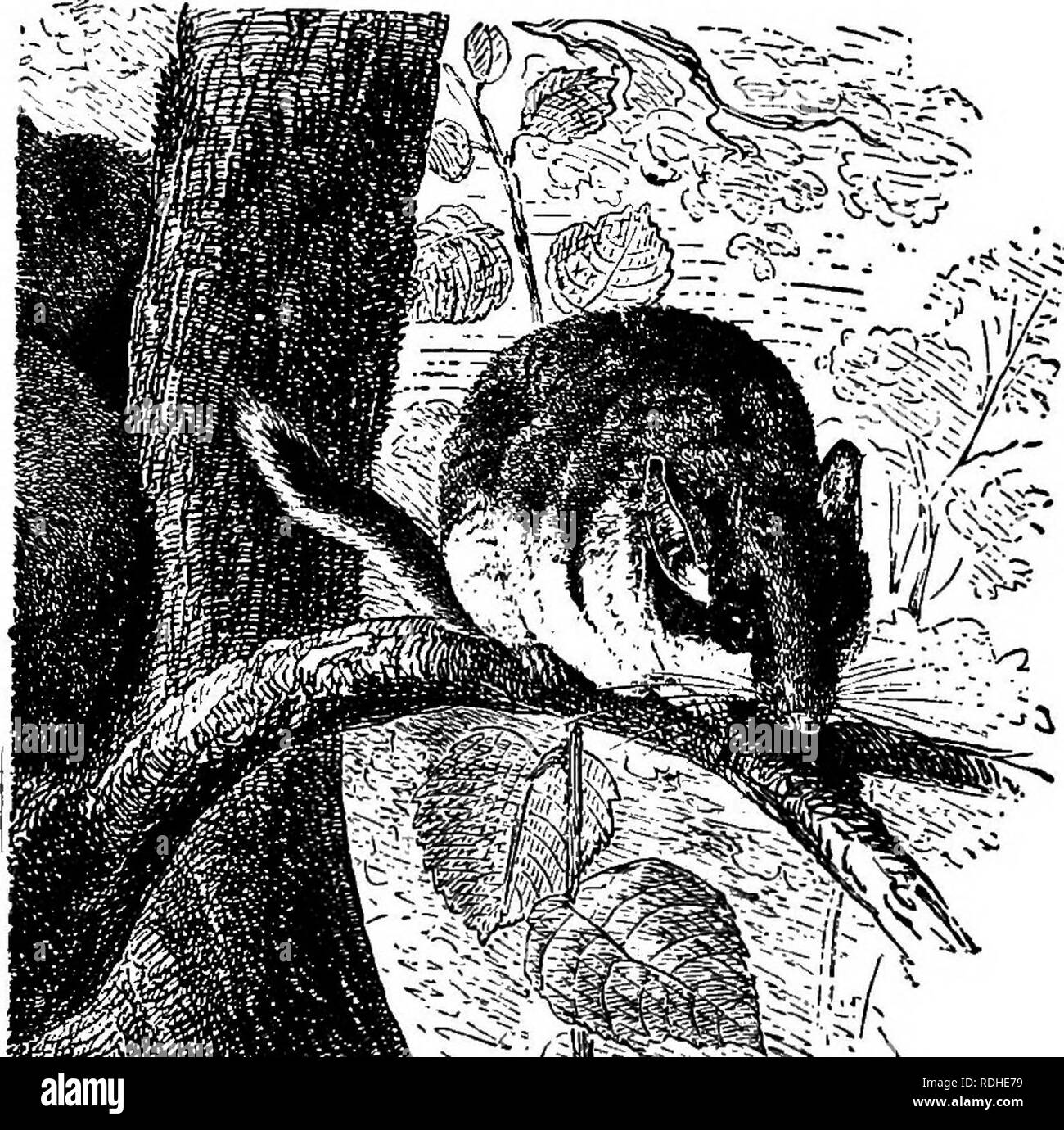 . The animals of the world. Brehm's life of animals;. Mammals. 322 THE RODENTS OR GNAWING ANIMALS. ing during the day and prowls around every night, while the summer lasts, searching for food. It eats acorns and nuts, does not despise sweet, juicy fruit, and attacks, kills and devours any little animal it can overcome. Few Rodents surpass it in voracity, and it eats as long as it can do so. During the autumnal months it amasses provisions and stores them in its hiding place. At this time of the year it becomes very fat, and prepares its winter quarters, making a nest of tender moss in deep hol Stock Photo