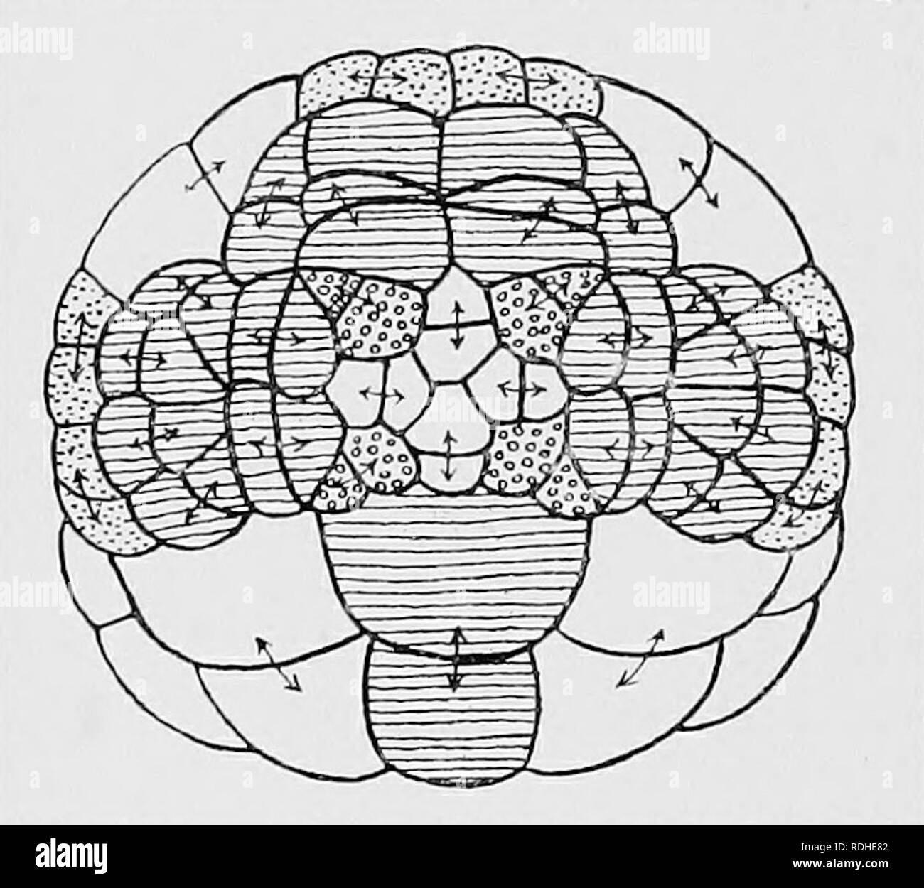. Textbook of embryology. Embryology. 322 INVERTEBEATA CHAP