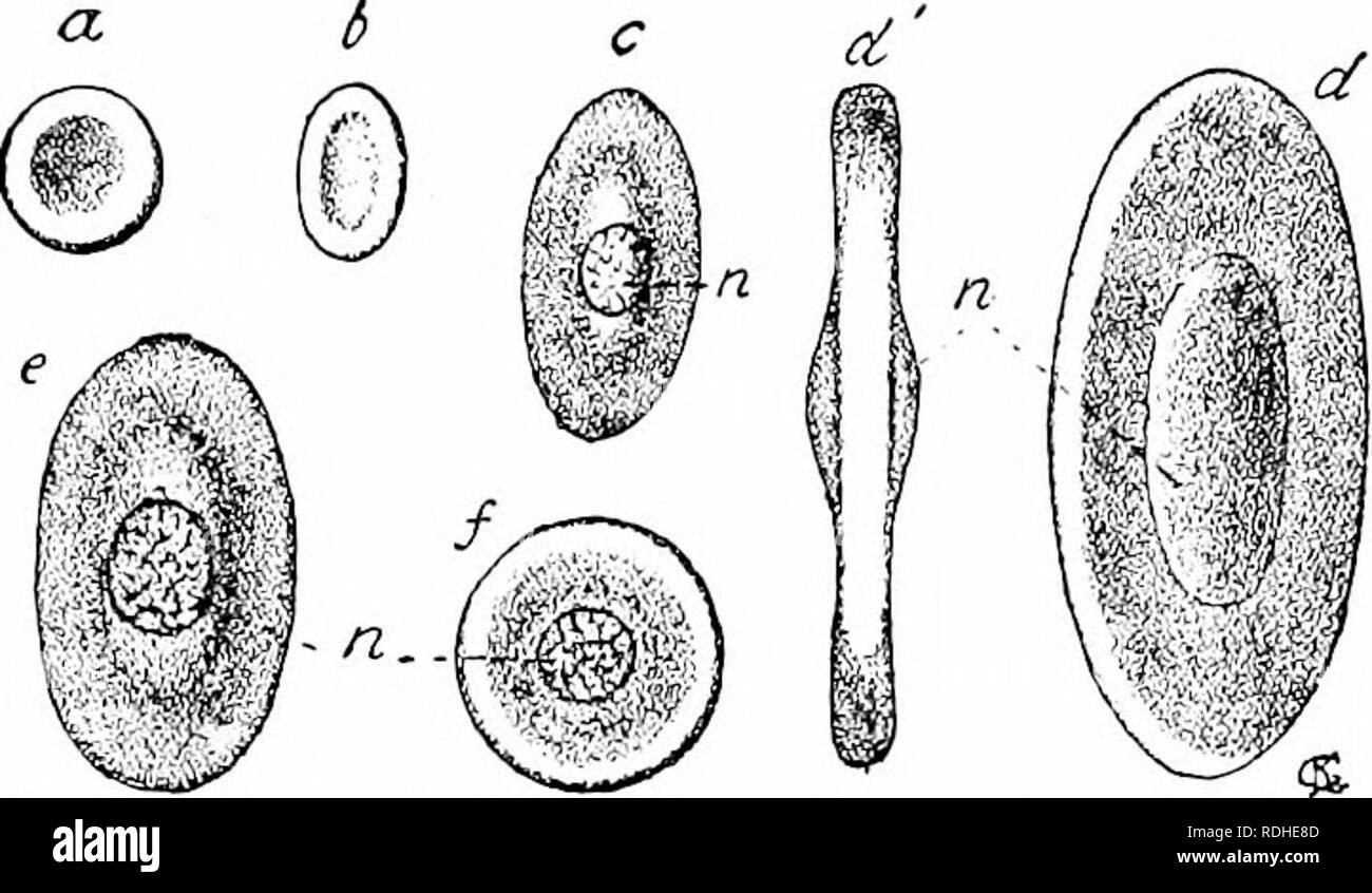 . A manual of zoology. Zoology. GENERAL HISTOLOGY 79 Red Blood-corpuscles.—In the mature condition the red blood-corpuscles of vertebrates (fig. 47) are circular or oval discs, which by external influences (e.g., pressure) may temporarily be bent or otherwise modified in form, but cannot actively change their shape, because they no longer consist of protoplasm. Embryologically they arise from true, nucleated, protoplasmic cells; gradually the protoplasmic cell-body changes completely into a plasmic product, the stroma of the blood-corpuscle. It the nucleus be retained in this metamorphosis, th Stock Photo