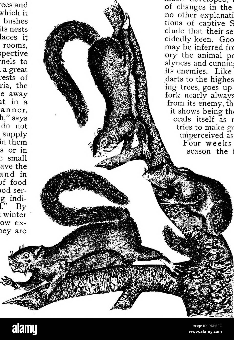 . The animals of the world. Brehm's life of animals;. Mammals. THE SQUIRRELS-SQUIRRELS PROPER. 309 twigs, shells, berries, grain and mushrooms. The seeds, buds and young shoots of fir and pine trees probably form its principal food. It bites pine cones off at the stem, comfortably sits down on its haunches, lifts the cone to its mouth with its fore- paws, and turning it constantly around, it bites off one little scale after another with its exceedingly sharp teeth, until the kernel is reached; this it takes out with its tongue and puts into its mouth. It pre- sents a very pretty sight when it  Stock Photo