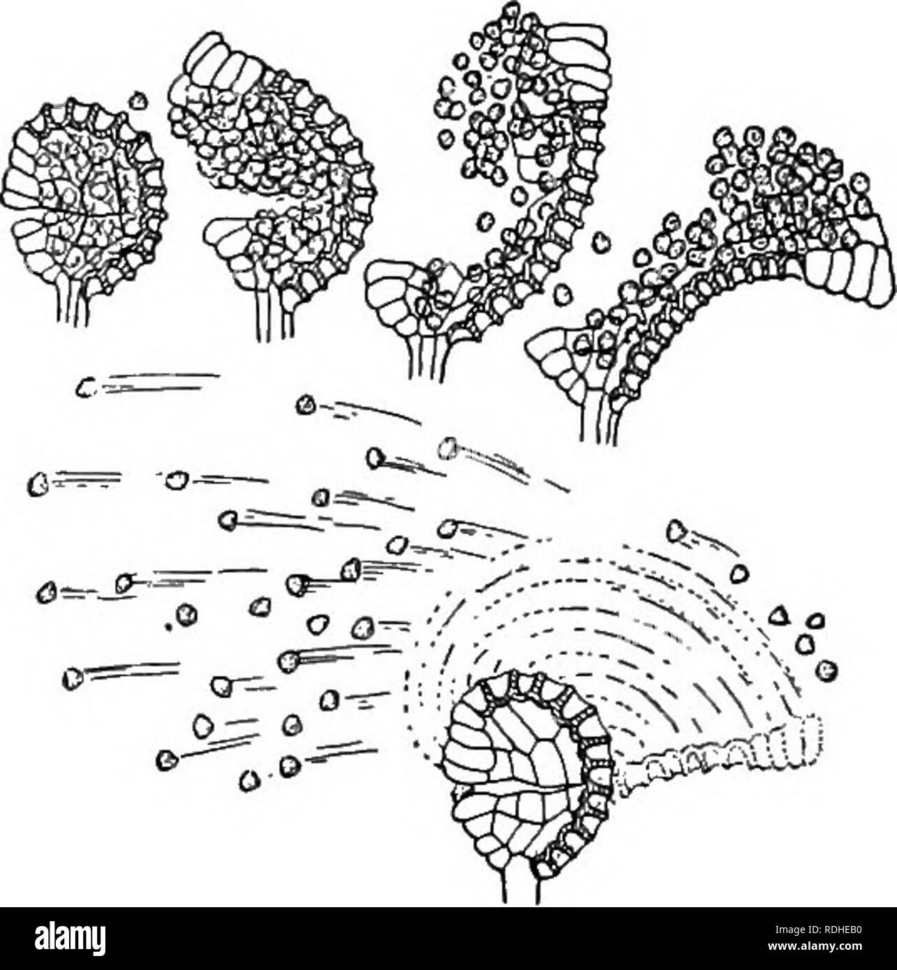 . Plant life and plant uses; an elementary textbook, a foundation for the study of agriculture, domestic science or college botany. Botany. 420 THE VASCULAR PLANTS. Fig. 211. — Shows the method by which the sporangium, by means of its an- nulus, discharges the spores. ture is produced by a spore, it is, of course, a gametophyte. The prothallia of true ferns are small, heart-shaped, flat, green bodies. (See Figure 212.) They produce their archegonia and antheridia on the under surface. (See Figure 213.) The sperms of pteridophytes are larger than those of bryophytes and have many cilia. The arc Stock Photo