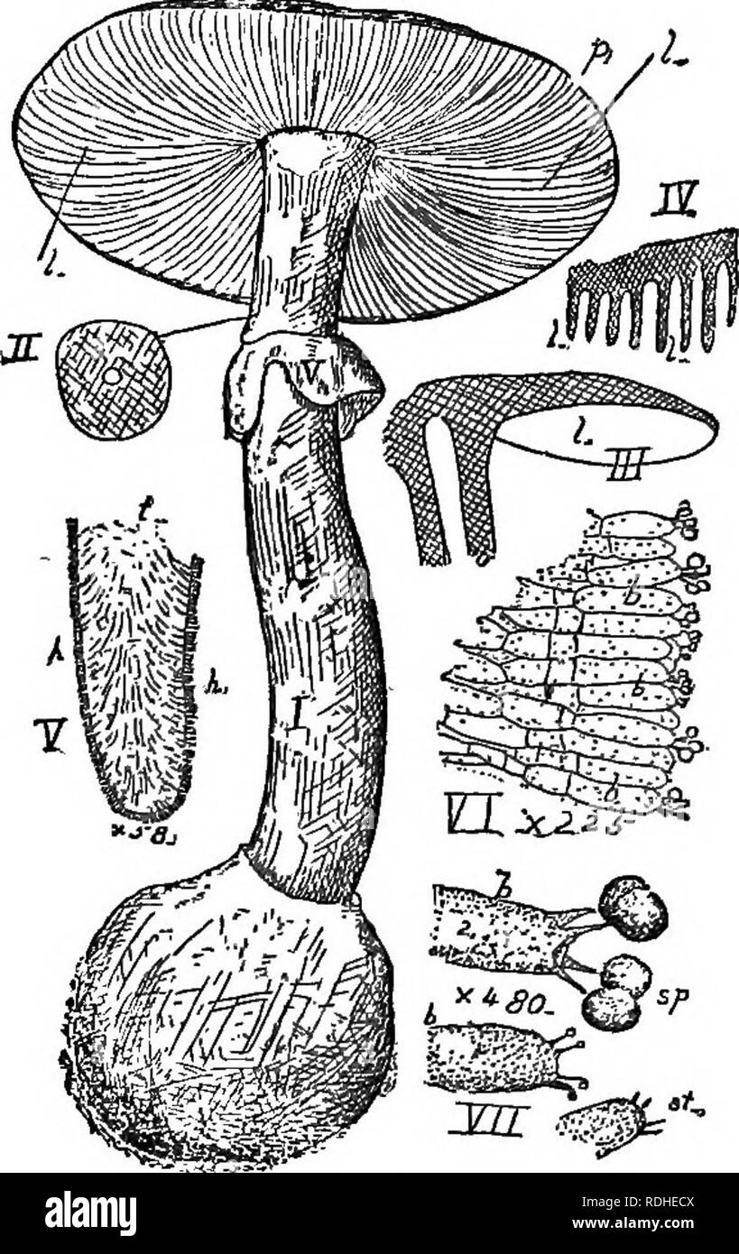 . The elements of botany embracing organography, histology, vegetable physiology, systematic botany and economic botany ... together with a complete glossary of botanical terms. Botany. 146 SYSTEMATIC BOTANY. drying and rupture of the surrounding tissue. The basidia, upon each of which four or more spores are borne, are the rounded or elongated terminal cells of internal hyphse- branches. The outer wall (peridium) of the sporocarp ruptures irregularly ia the common Puff-ball {Lyeoperdon); but in the Earth-star (Geas- ter), where it consists of two layers, the outer, dense layer splits from the Stock Photo