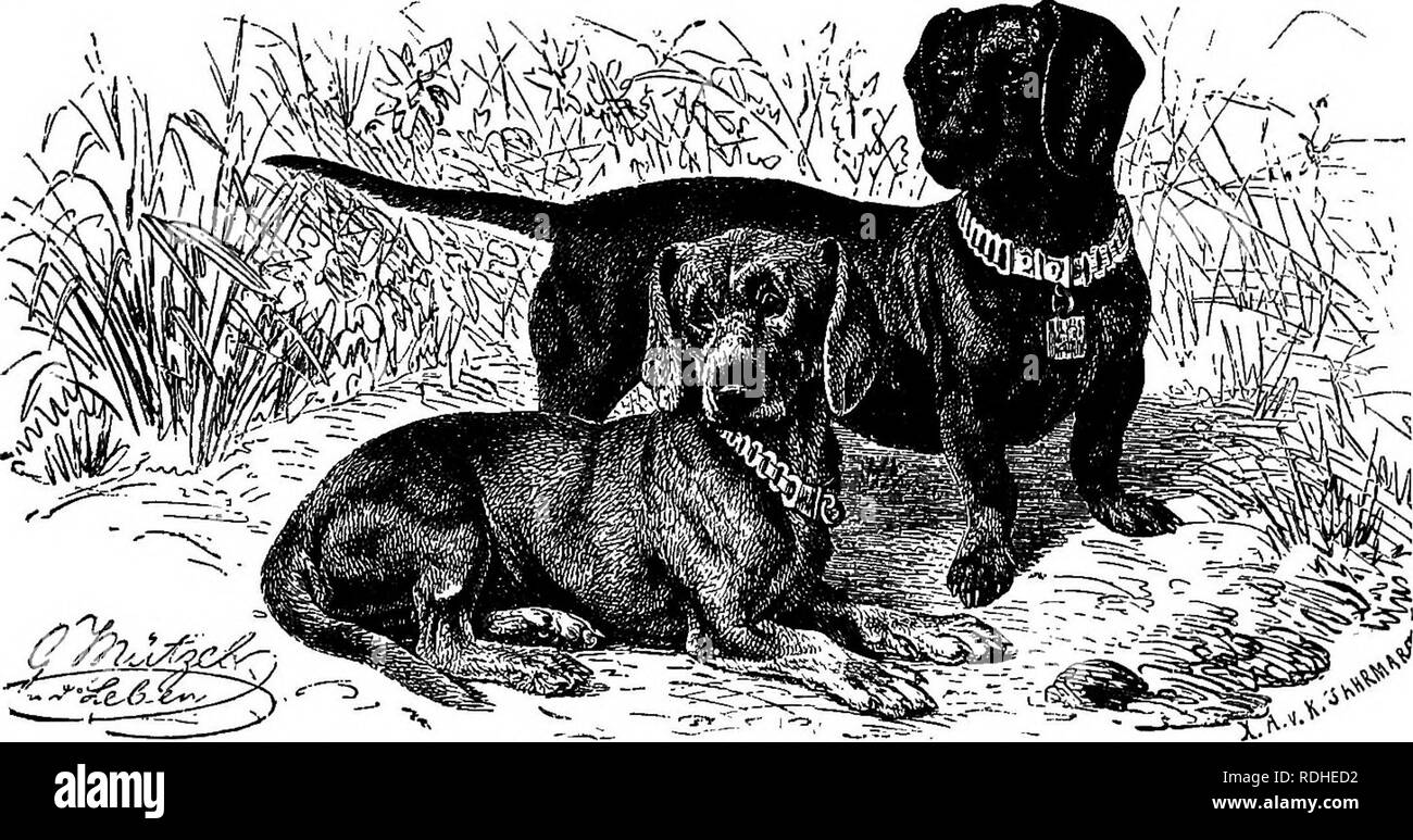 Why Does My Dog Keep Shocking Me