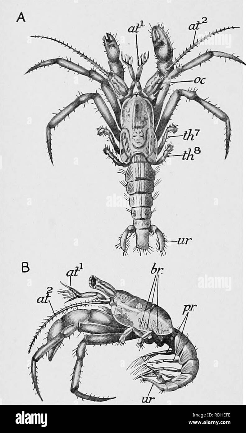 . Text-book of embryology. Embryology. 216 INVEKTEBEATA CHAP. crabs, just as clearly as the Mysis larva represents a Schizopod stage in the ancestry of Macrura. The Megalopa is transformed into the adult by one or two moults. The life-history of the Anomura closely resembles that of the Brachyura; in their case also the Mysis stage is omitted, but the third appendage of the thorax, the third maxillipede, becomes func- tional before the critical A , . , 2 moult which ends the free- z^,***'*'^ swimming life. The post- -*' larval stage of the Paguridae or hermit crabs, which corre- sponds to the  Stock Photo