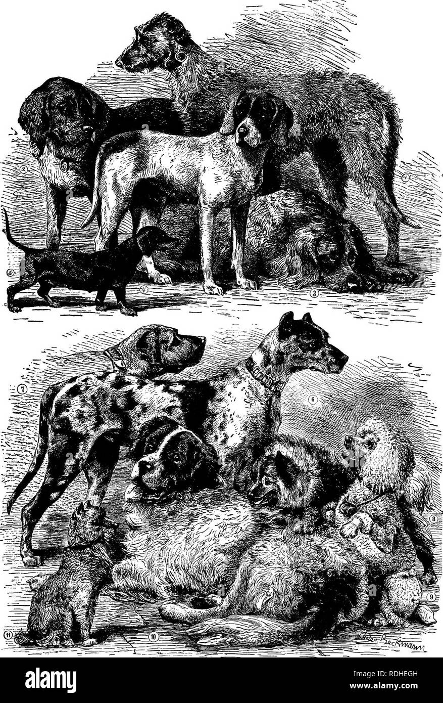 The Animals Of The World Brehm S Life Of Animals Mammals Prize
