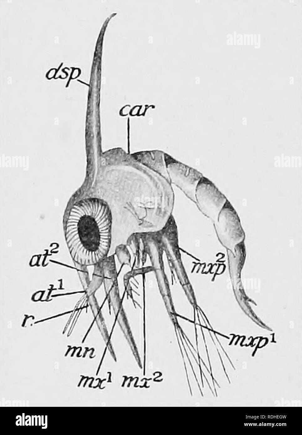 Text-book of embryology. Embryology. 212 INVEETEBEATA CHAP. Nauplius into a  primitive Crustacean. The second antenna became gradually shitted forward  and lost its masticatory function, while the third appendage became  exclusively masticatory