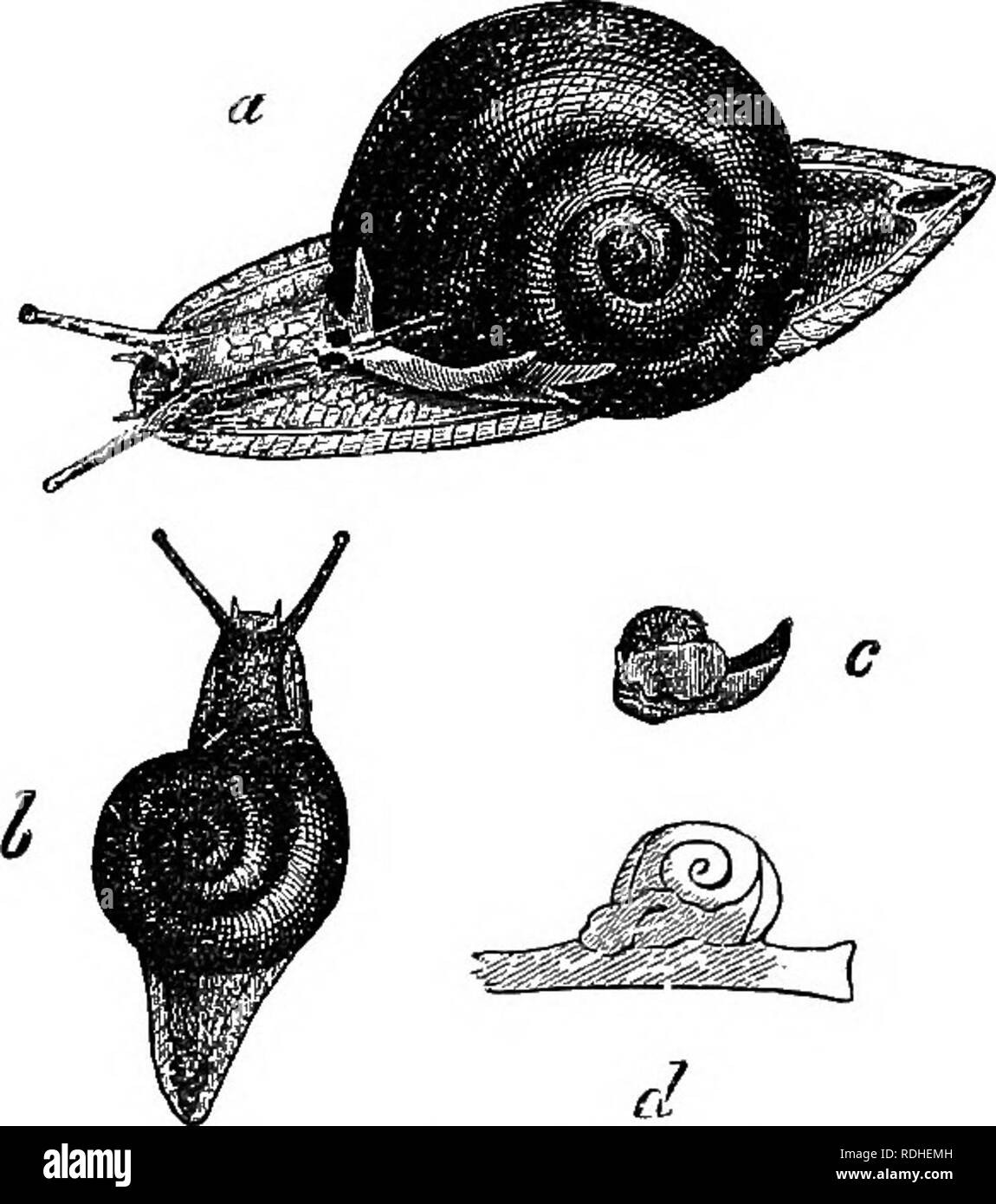 . Animal life as affected by the natural conditions of existence. Animal ecology. MOLLTJSCA OF THE PHILIPPINES. 395 â which the nearest allies are found in Australia and the islands of the Pacificâ^are easily recognisable at the first glance by the mantle lobes, which cover the thin transparent shell, and by their remarkably long, narrow, high-ridged tail, which ends abruptly in a gland; a kind of horn, sometimes of some length, projects from the tip of the tail. The numerous speciesâof which the various distinguishing characteristics are much more conspicuous in anatomical details than in the Stock Photo