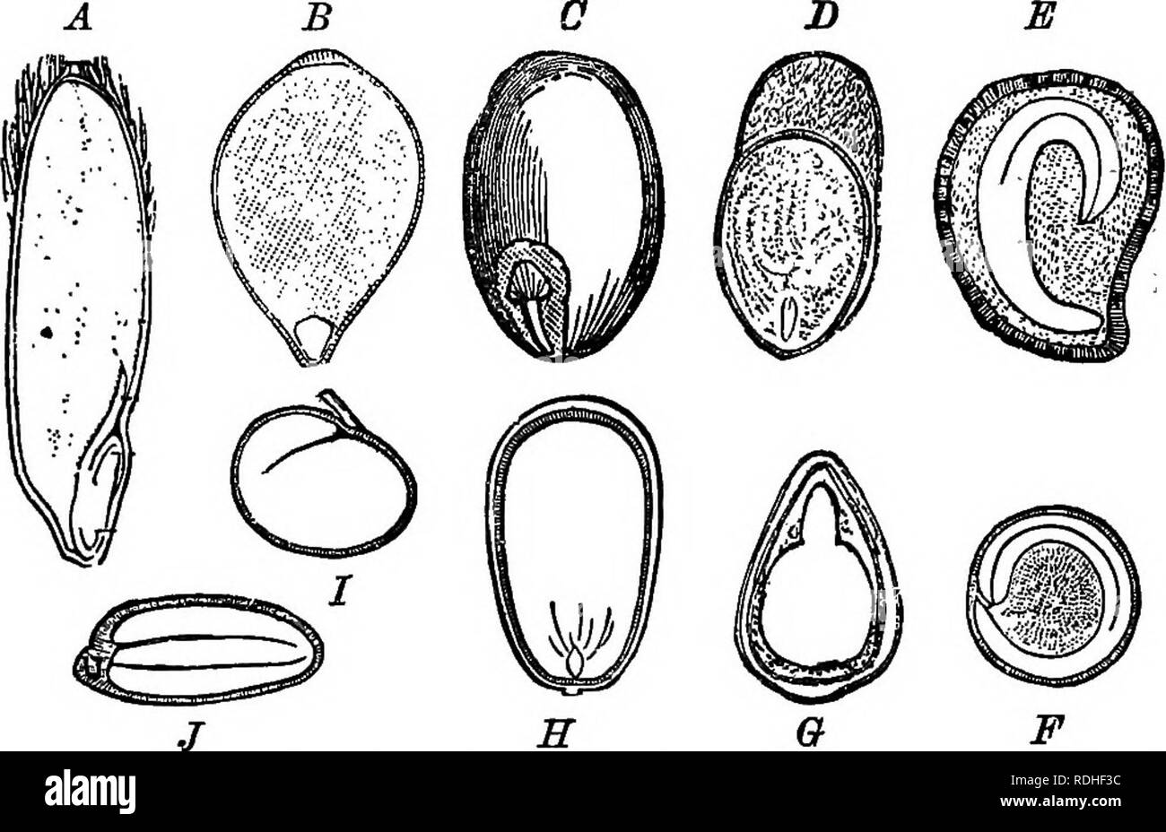 . The essentials of botany. Botany. PHANEBOGAMIA. 231 end of which an emhryo soon begins to form by the fission of cells in three planes (Figs. 131, B, and 132, Zto IV). â 488. At first the embryo is a minute rounded cell-mass attached to the end of the row of cells, and in some plants it passes but little beyond this stage until after the ripen- ing of the seed. In most cases, however, the cell-mass con- tinues its growth until it has formed a little stem bearing. Fig 133 âMagnified sections of seeds, showing embryos and endosperms. A, Oat- B Sedge; C, Coffee; D, Marsh-marigold; E, Bitter-swe Stock Photo